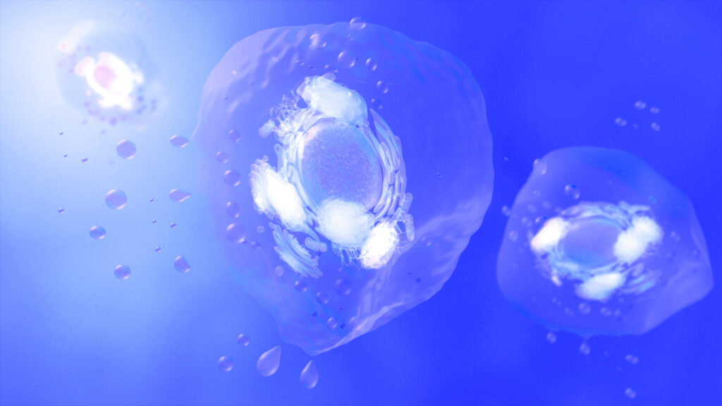De la production de vésicules extracellulaires isolées de cellule stromales mésenchymateuses dérivées d’iPS à l’application clinique